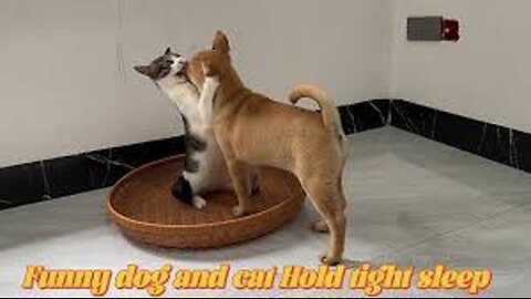 Funny dog ​​wants to sleep with cat. Cat occupies dog's bed. Funny and cute animal videos.Funny cat