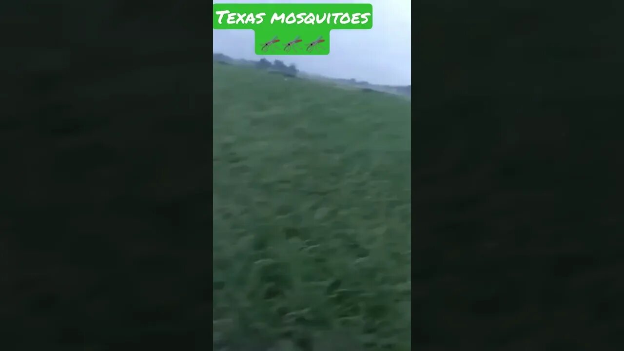 these mosquitoes will eat you alive ðĪŠððĪŠð
ð
ð
ð