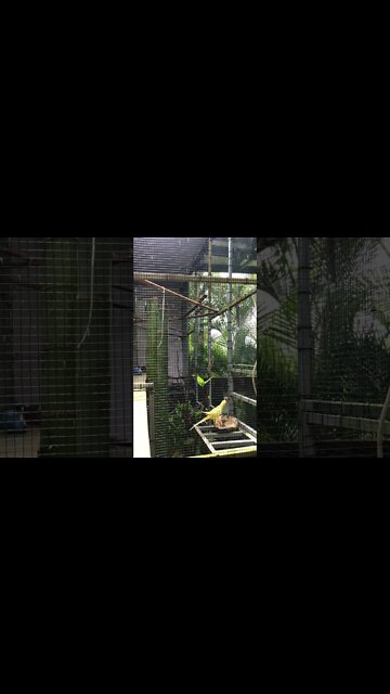 love birds #lovestory #love_status #lovebirds