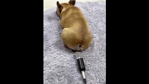 Funny animals video 2022 || funny dogs || funny cats