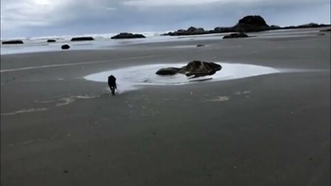 Puppy gets an unexpected bath while at the beach