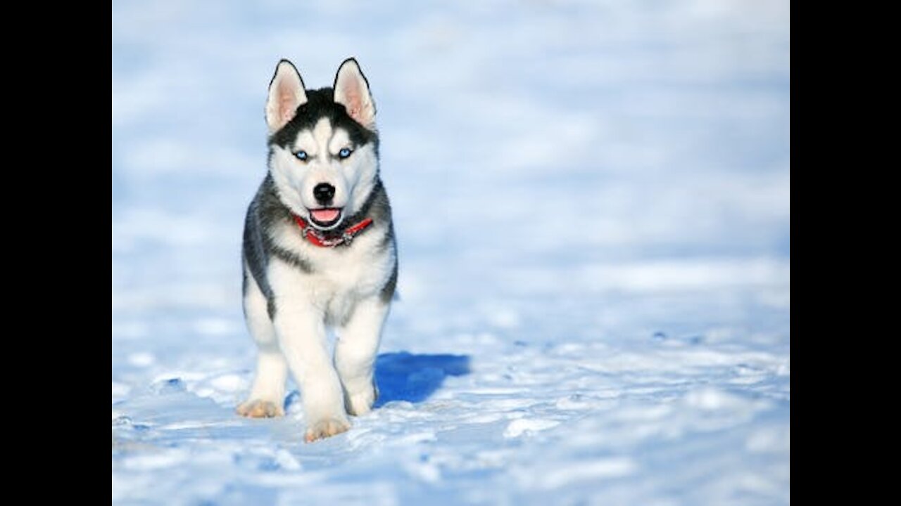 A Siberian Husky Learning To Play With ball