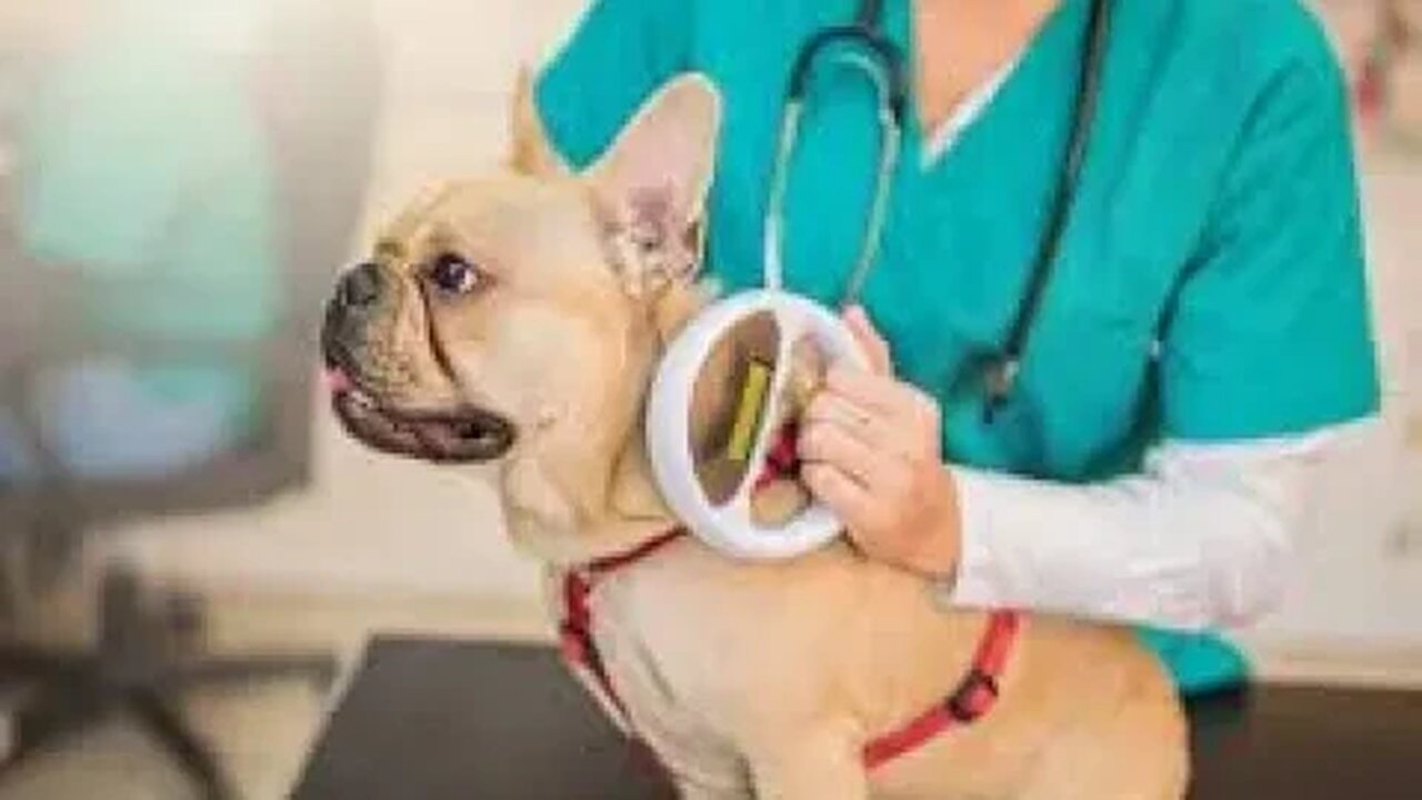 Vc conhece Microchipagem e Microchip em Animais de Estimação ?