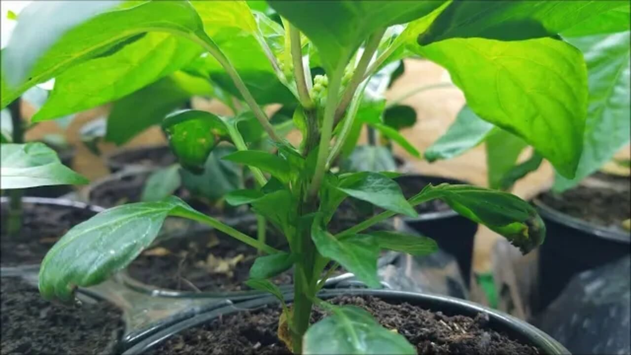 March 24 update tomato growth spurt