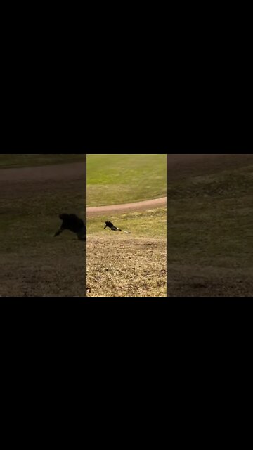 Skateboarding wipe out