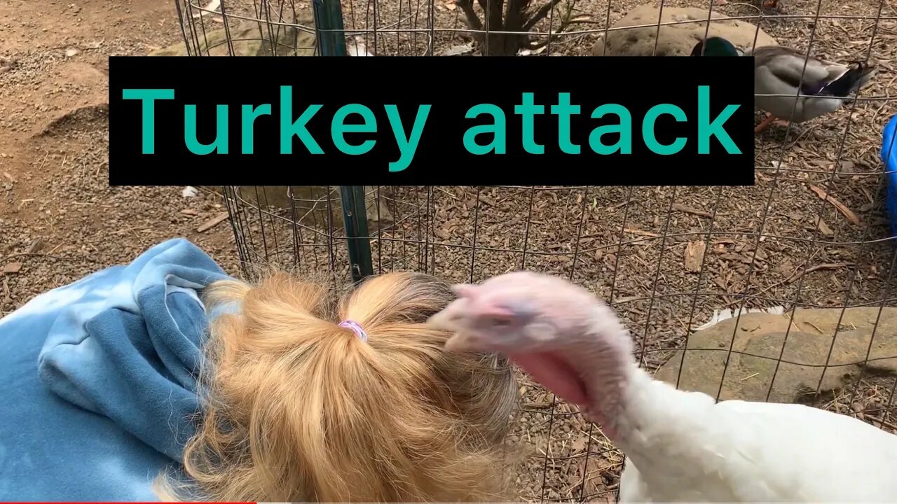 My final solution for the duck’s