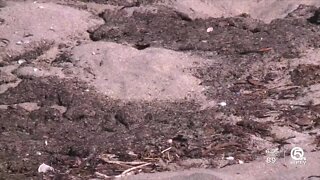 'Smelly' seaweed drives away beachgoers from Hutchinson Island