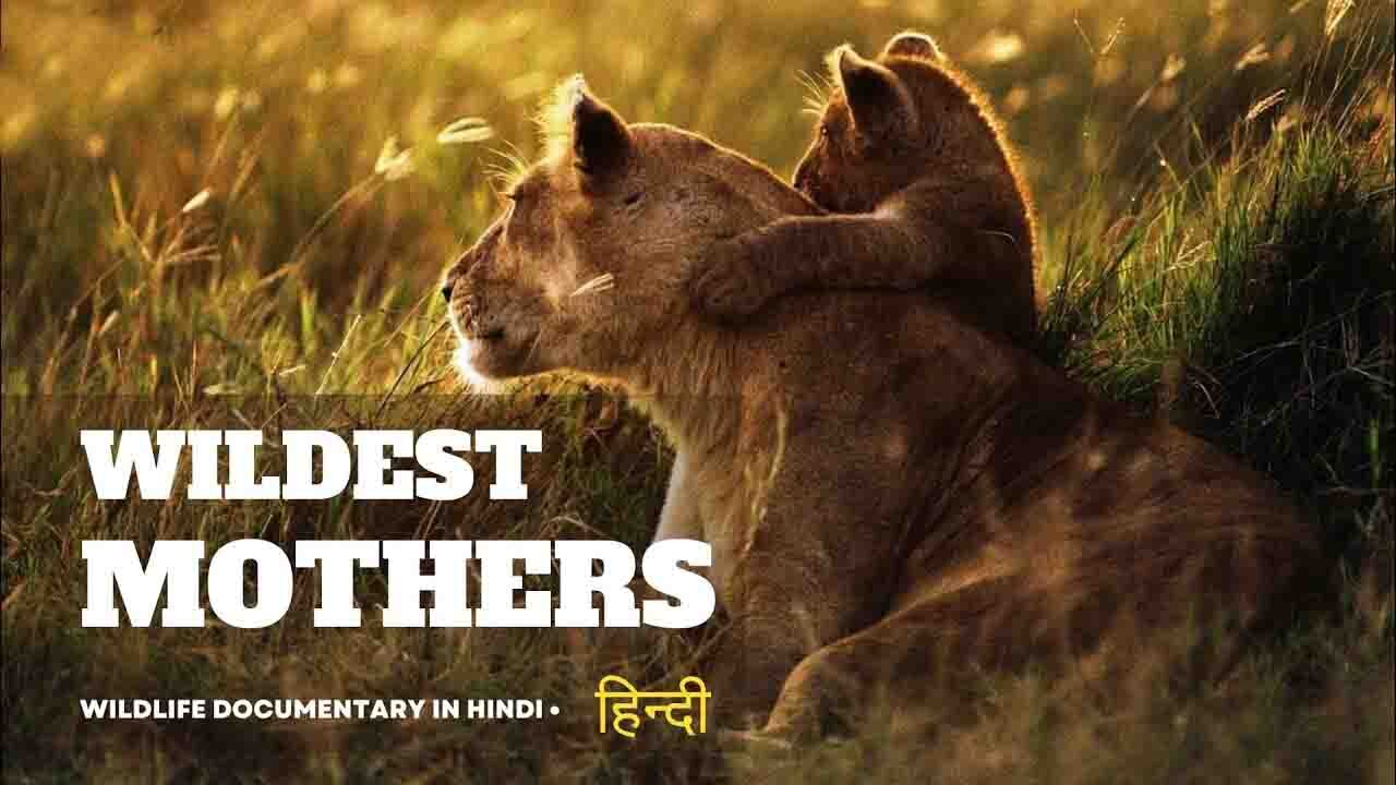 Wildest Mothers - हिन्दी डॉक्यूमेंट्री, Africa | Wildlife documentary in Hindi