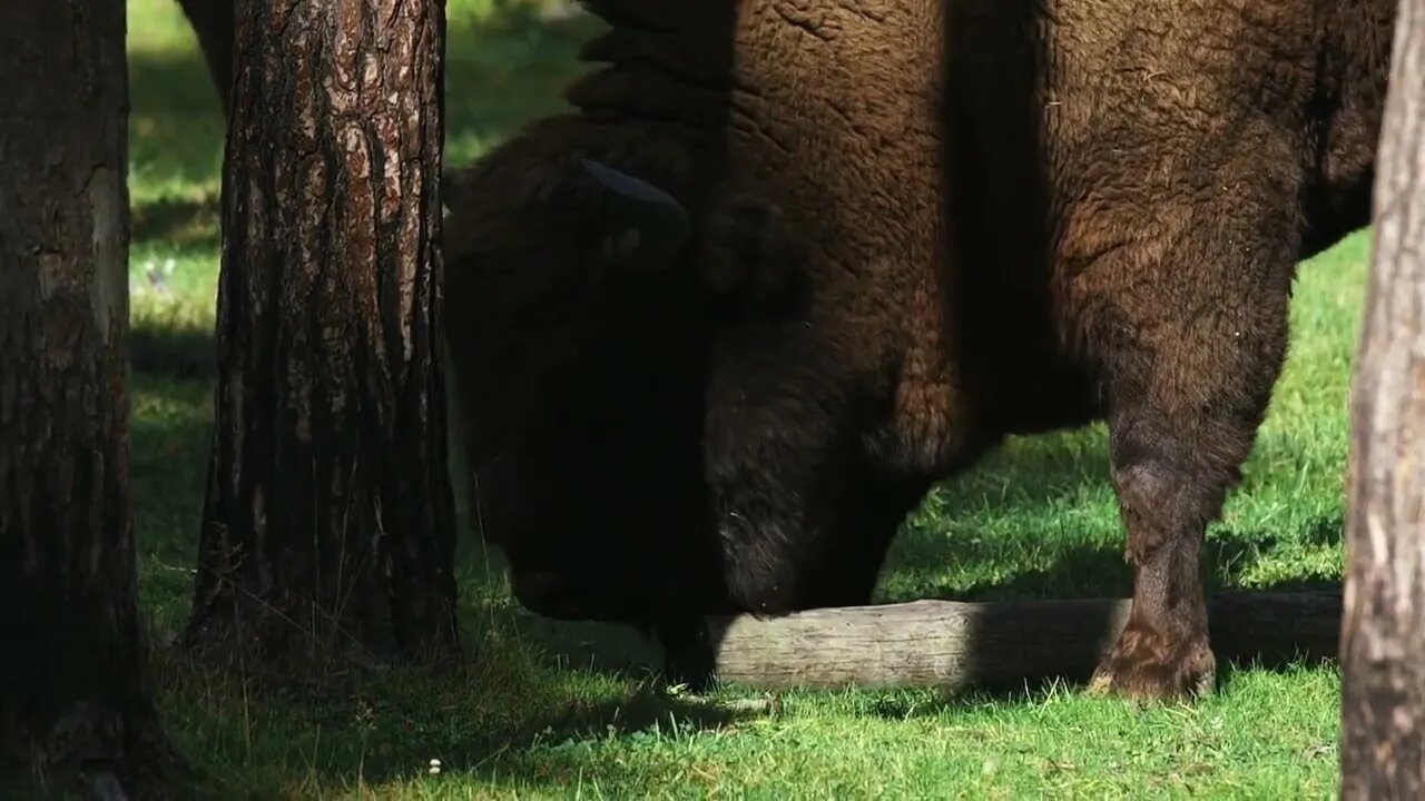 Wild european bison in the forest, reserve, Russia (2)