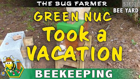 ABSCOND: Where Are My Bees? Green NUC makes break for it! #beekeeping