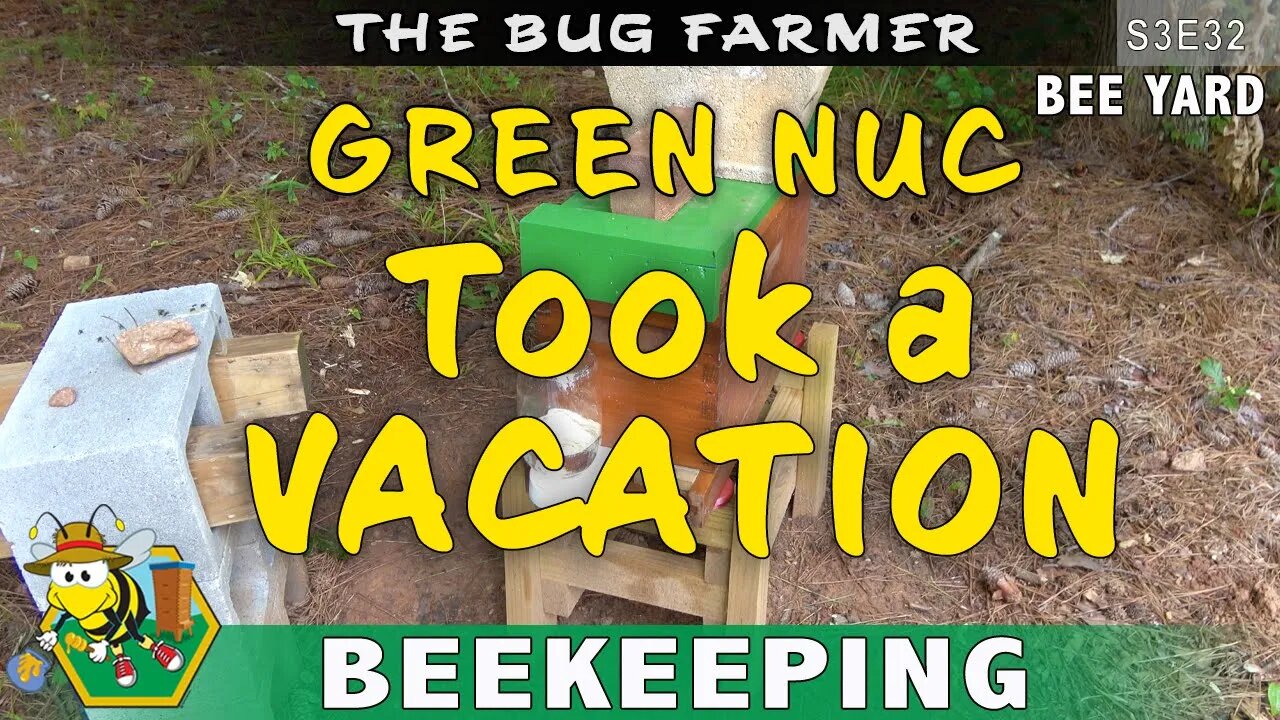 ABSCOND: Where Are My Bees? Green NUC makes break for it! #beekeeping