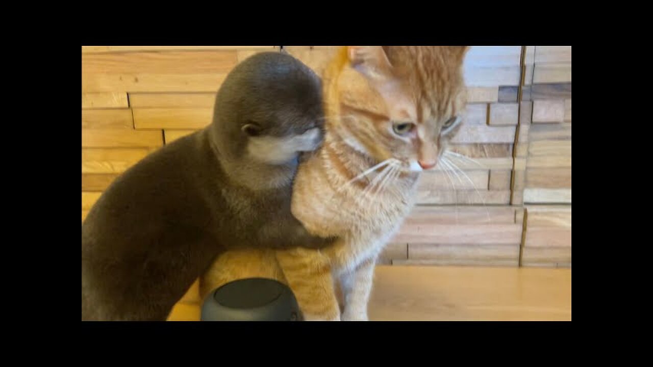 カワウソさくら 留守番中のカワウソと猫を隠し撮りしたらまさかのシーンを目撃！ otter and cat at stay at home was interesting!