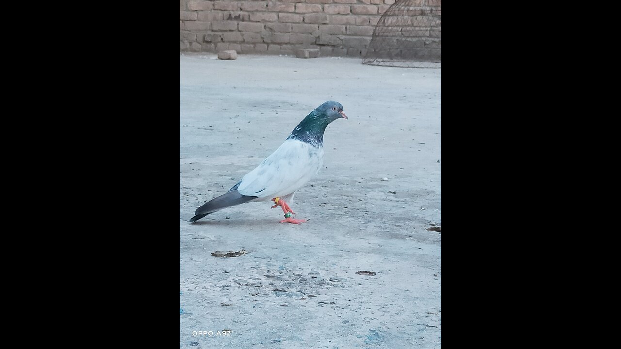 Best pigeon in the world