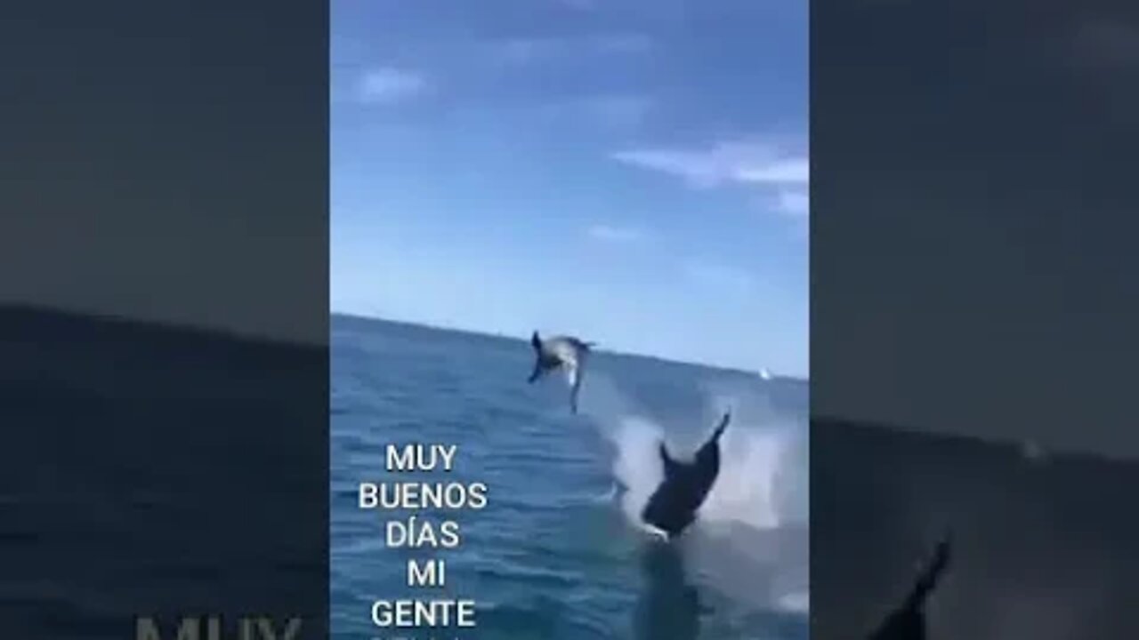 Wild Dolphins Mochima National Park Sucre Venezuela June 10, 2020