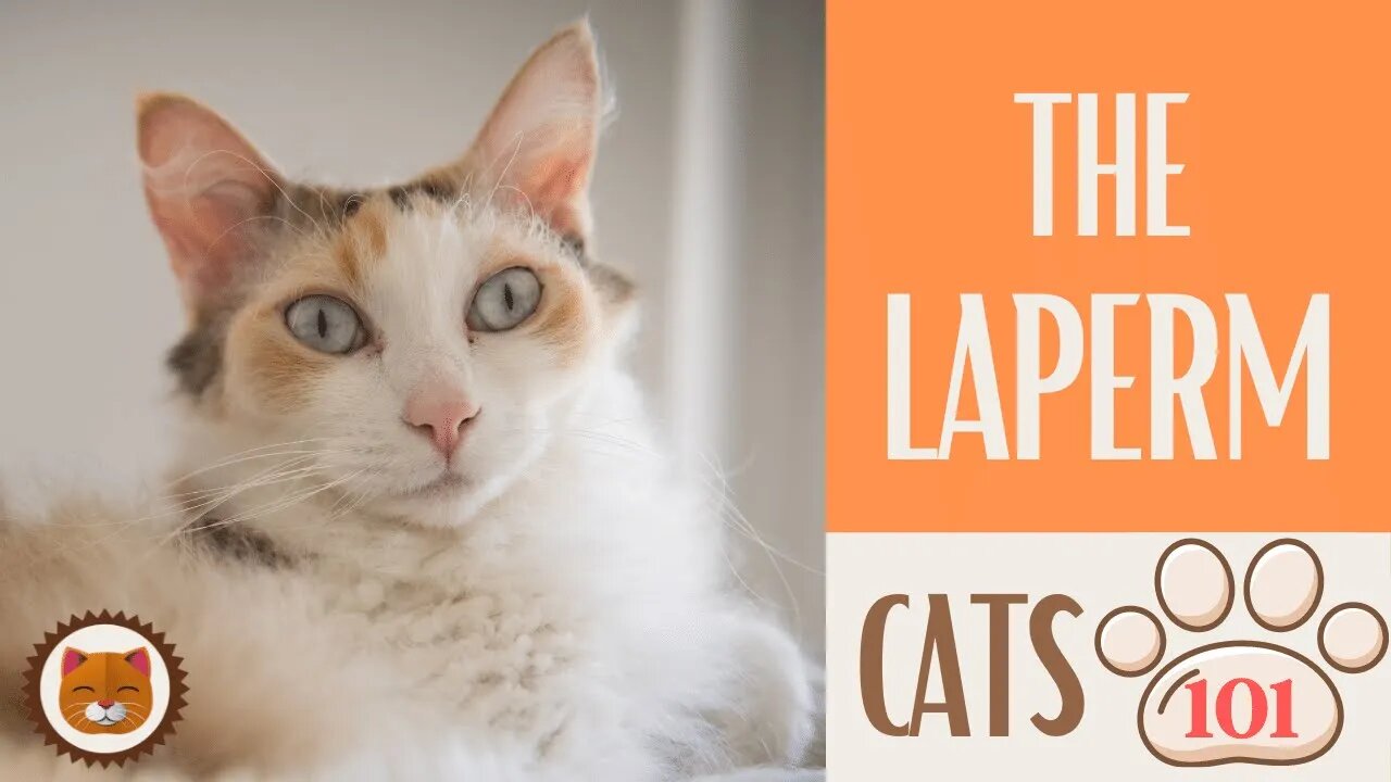 🐱 Cats 101 🐱 LAPERM CAT - Top Cat Facts about the LAPERM