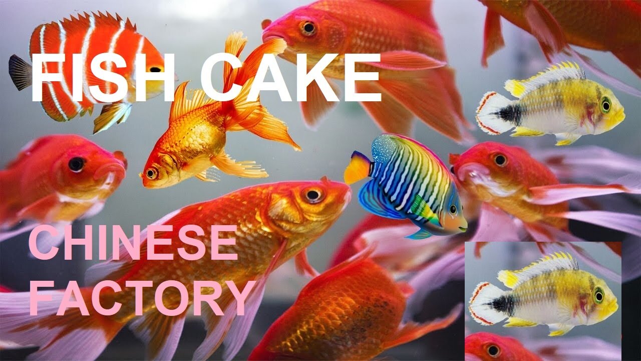 Fish cake Mass production Factory