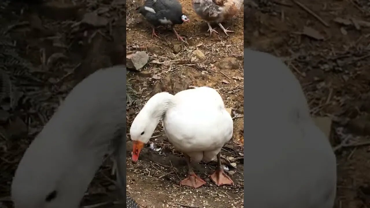 Sweetest pilgrim geese pair free ranging