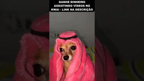 cachorrinho de Dubai