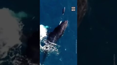 Dolphin & Whale Amazing!!