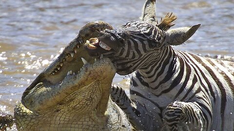 BEST MOMENTS NILE CROCODILE VS POOR PREYS