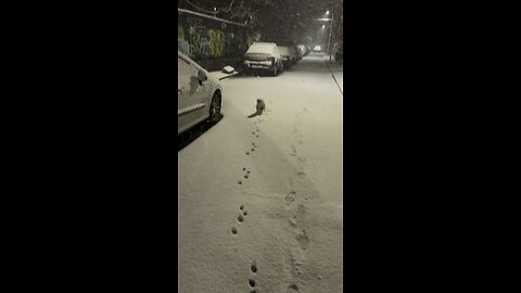 Pretty white dog, bichon