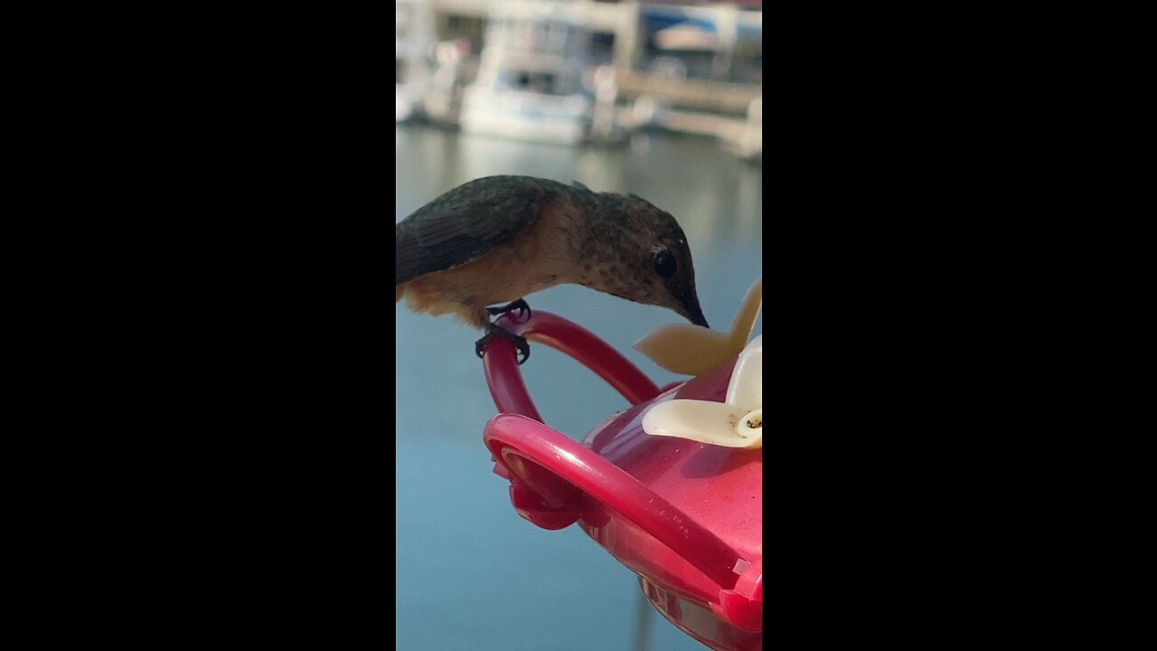 Hummingbirds and Seagulls