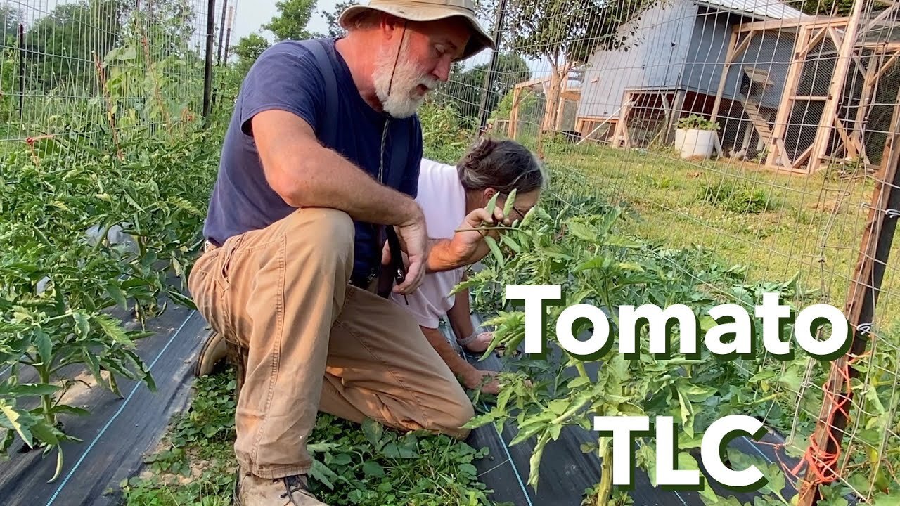 Tomato Talk, Tips for Healthy Harvest