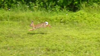 A little hare spots me and hops off.