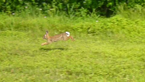 A little hare spots me and hops off.