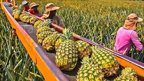 How American Farmers Pick Millions Of Pineapples - Amazing Pineapple Harvesting