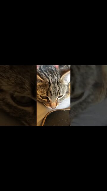 Puff the rescue feral kitten has put on weight and is the picture of health and contentment