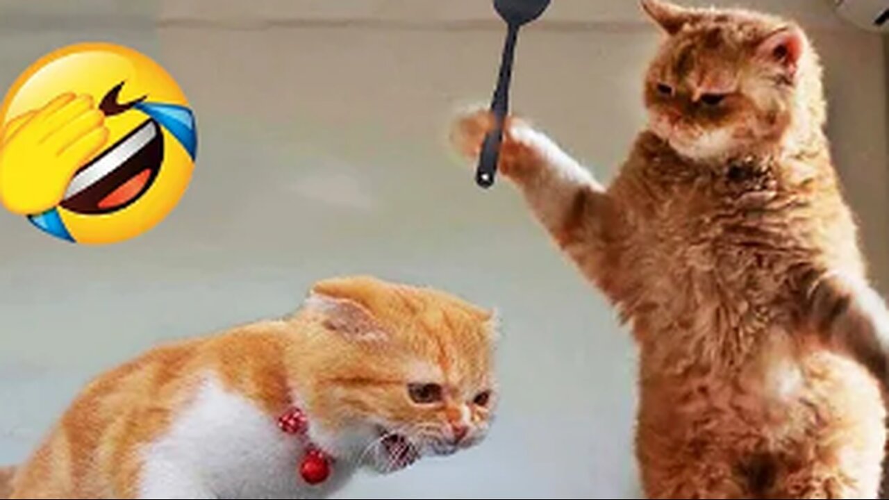 Funniest Animals π
New Funny Cats and Dogs Videos πΈπΆ Part 2