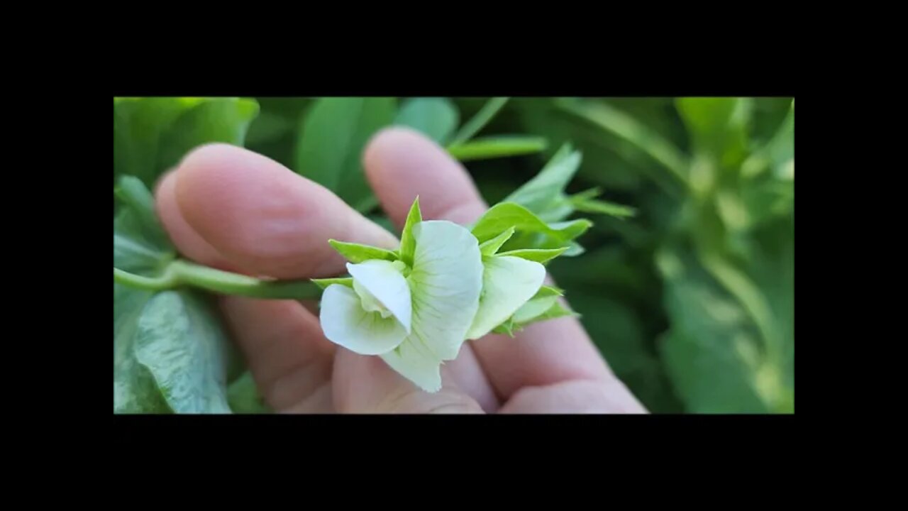 Name that blossom! Garden Update 6-04-22
