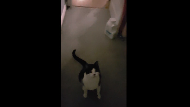 Precious cat loves to play fetch all day