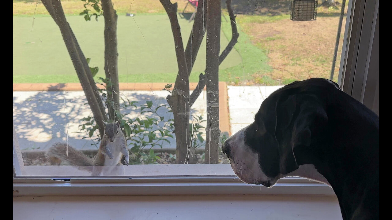 Friendly Squirrel Likes To Visit With Great Dane