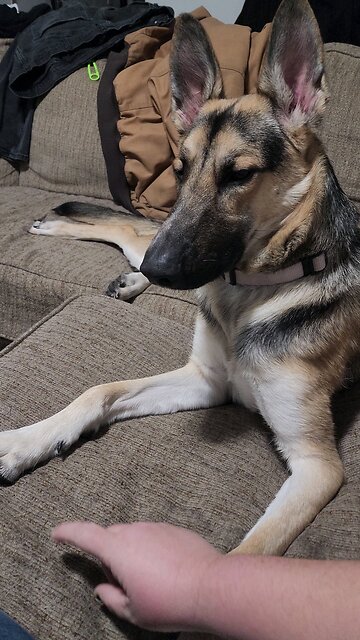 booping the sleepy Jordan snoot