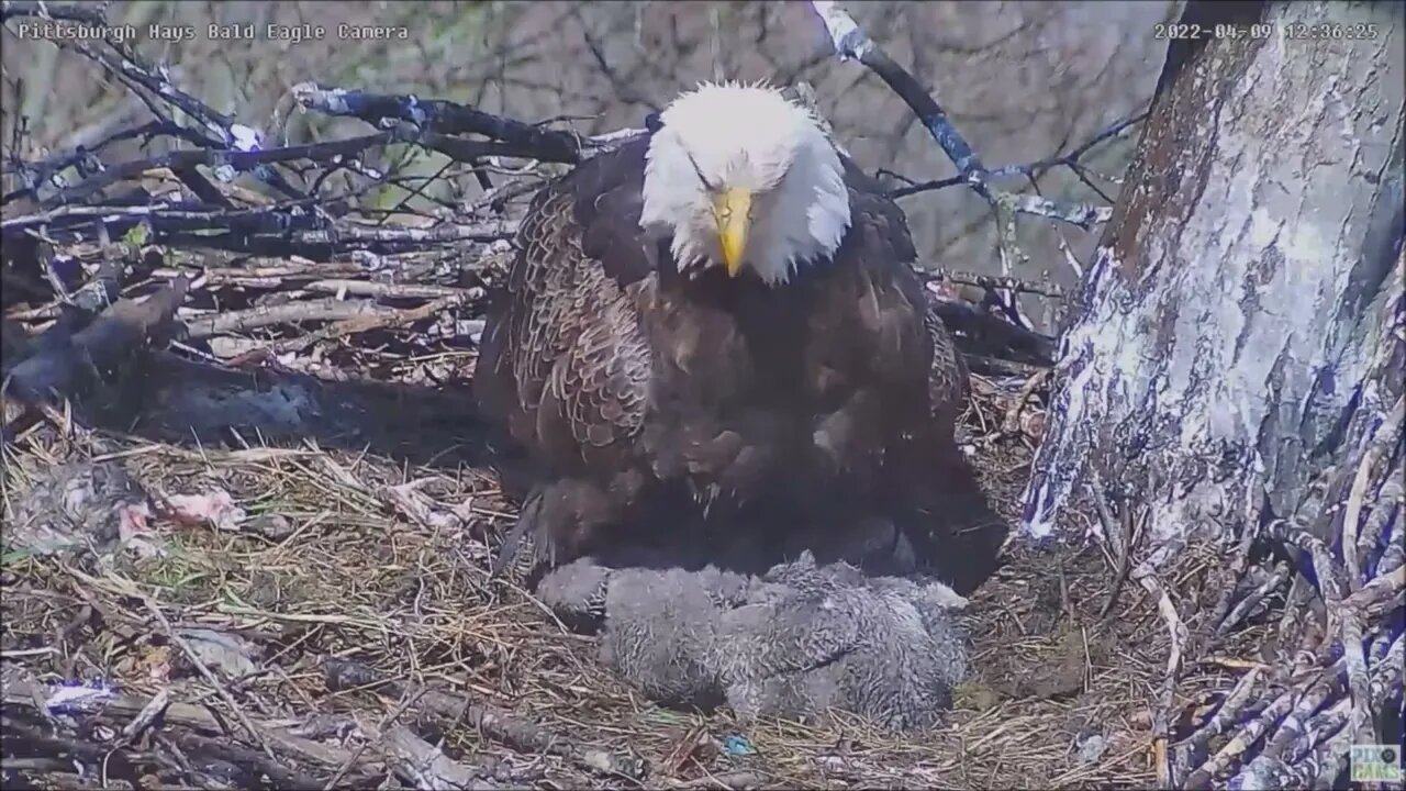 Hays Bald Eagles Mom gyrates to move food to the crop (study)4.9.22 12:36