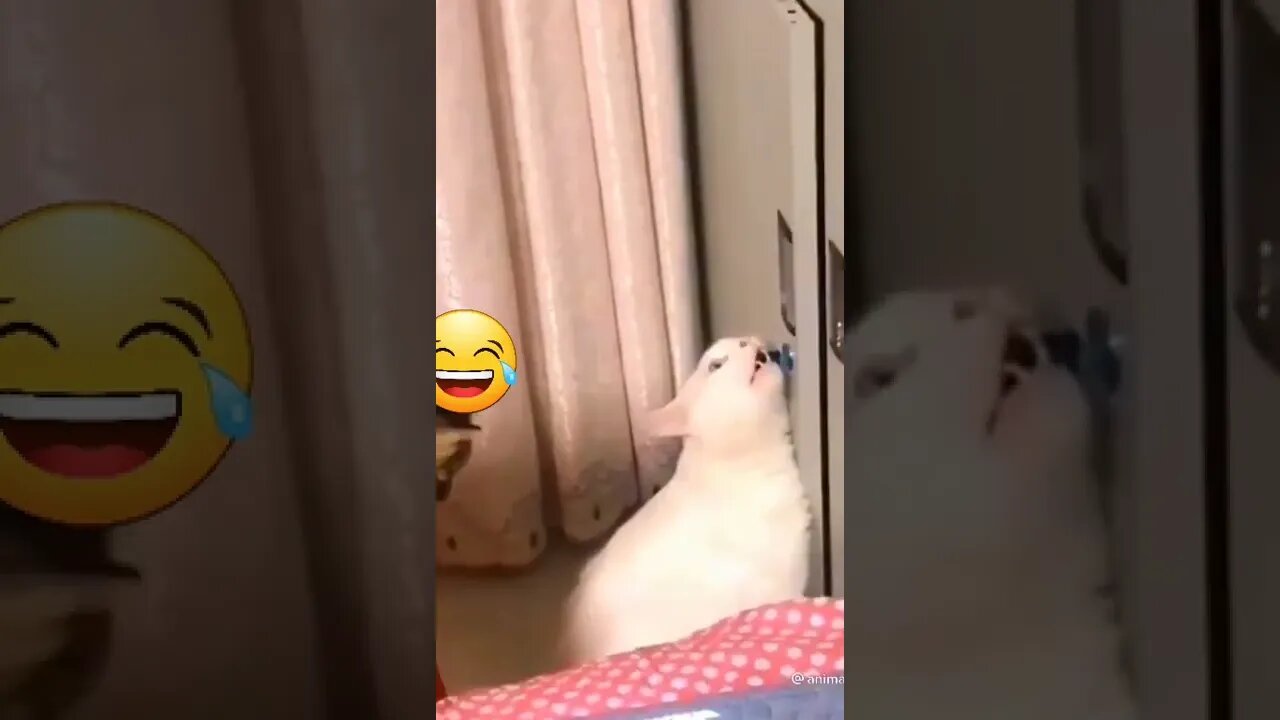 Cat finally opened up 🤣🤣