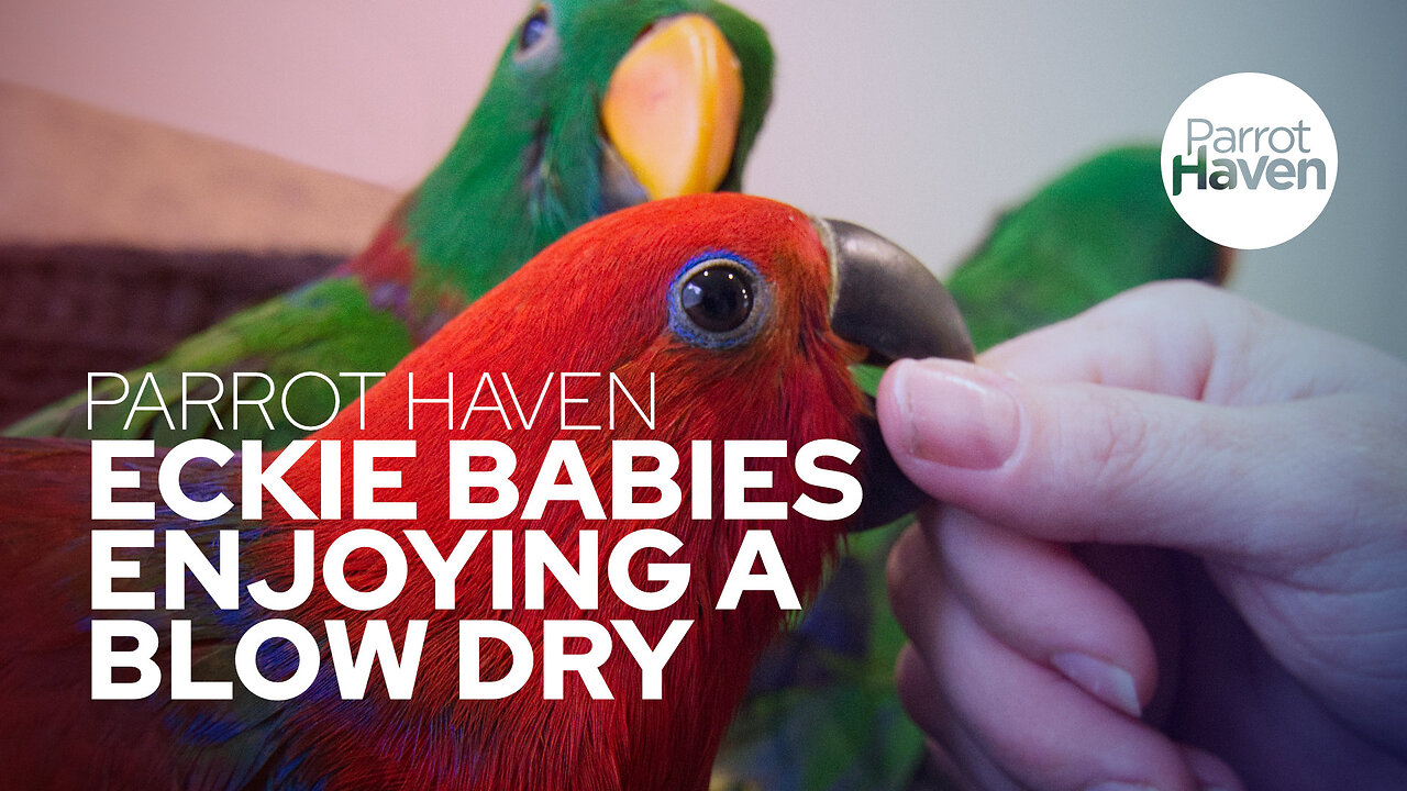 Eclectus Babies Enjoying a Blow Dry