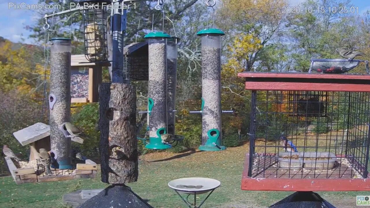PA Bird Cam 1 Finches #2 2020 10 15 11 14 11 338