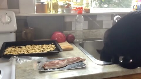 Screw the pumpkin seeds! I want the good stuff! 😹