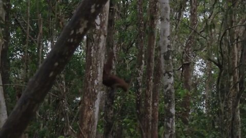 Similar to humans, Orangutan infants have a long dependency on their mothers.