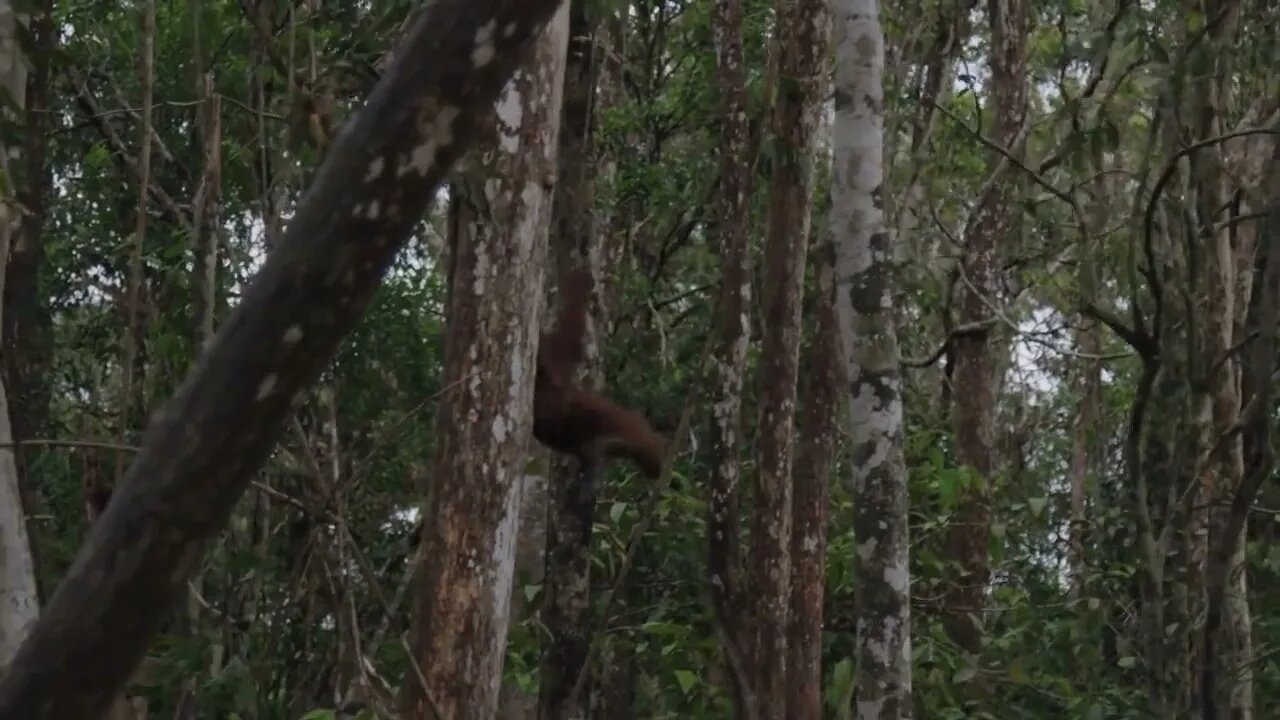 Similar to humans, Orangutan infants have a long dependency on their mothers.