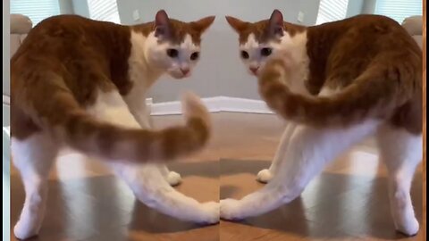 Cat cute dancing cat lover