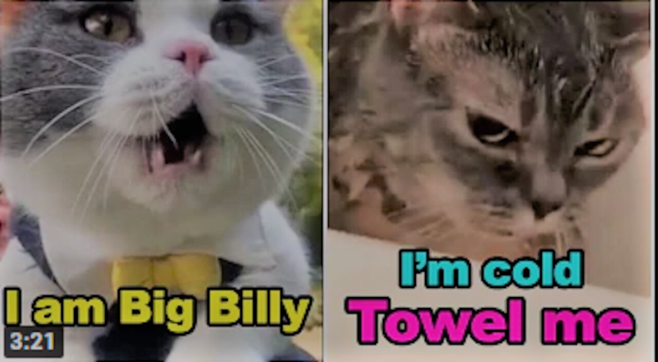 These Cats Can Speak English Better Than Human