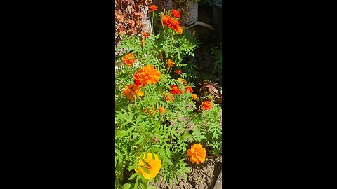 Beautiful nature at home and in my garden in Germany