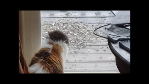 Zoeann sees a Bird she wants to get ! Sep 4th 2021