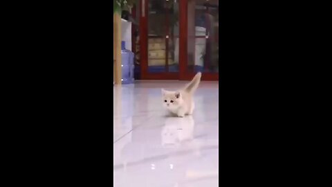 Today we have a new Cute and Funny Animal Video for you and your friends! The video will put you in a good mood for the whole day .Funniest Dog And Cat Videos - Best Funny Animals Videos 1:29