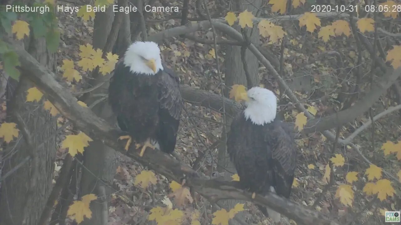 Hays Eagles Mom and Dad on woods limb foggy fall day 2020 10 31 802am