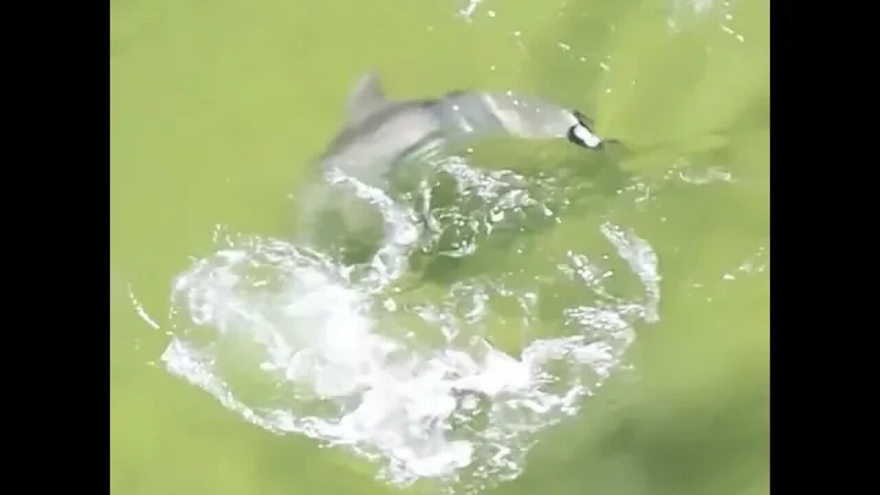 Dolphin's Speed & Agility